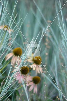 Unsheathed by Elspeth Ong | Visual | Tenlegs