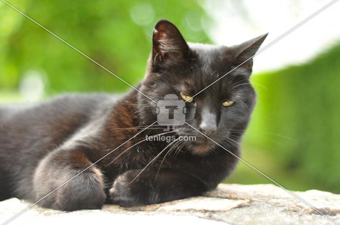 I Dare You To Call Me Kitty by Elspeth Ong | Visual | Tenlegs
